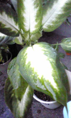c0180209_2103344.jpg