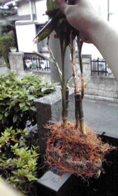 c0180209_2103382.jpg