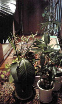 c0180209_2103417.jpg