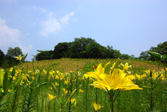 可睡ゆりの園　　　　　袋井_d0072720_19147.jpg