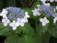 b0147224_16124183.jpg