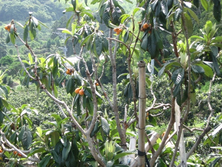 f0000330_1302274.jpg