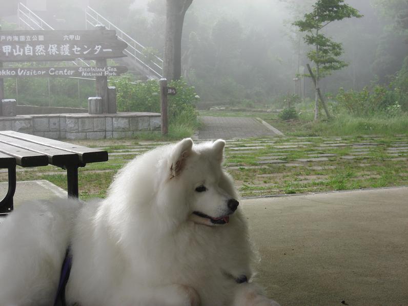 六甲山に上がったよ~_b0177436_2238010.jpg