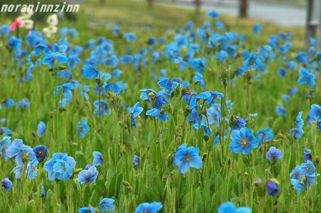 道北花の旅 青ケシのお花畑 ノラニンジンの咲く庭