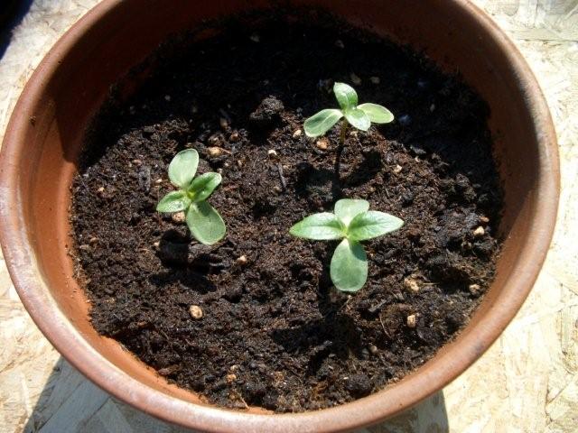 Baby plants growing_c0157558_21492992.jpg