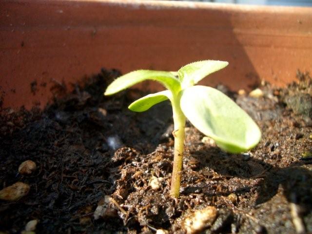 Baby plants growing_c0157558_21494652.jpg