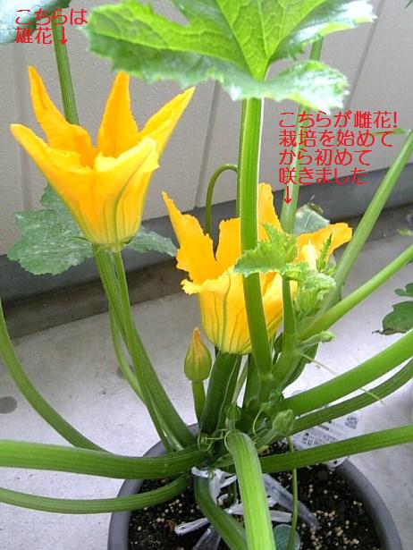 c0115560_958699.jpg