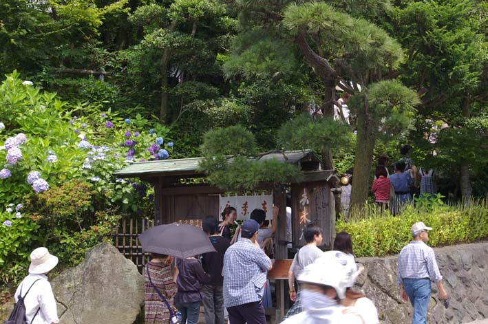 北鎌倉&鎌倉アジサイ便り(2009・6・20)_c0014967_1221399.jpg