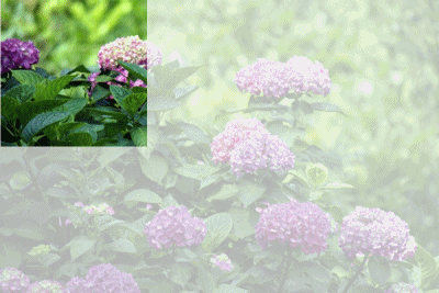 f0104569_6533769.gif