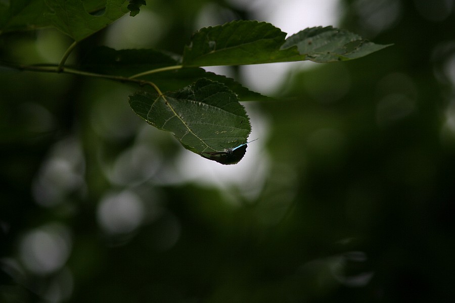 b0084270_31713.jpg