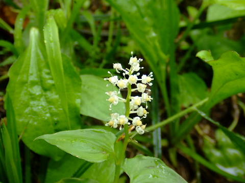 赤兎山の山野草_c0022275_20595090.jpg