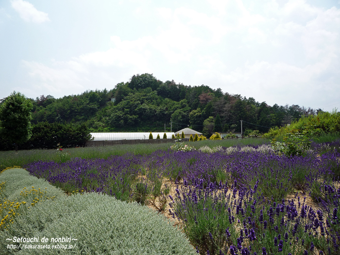 世羅町　香山ラベンダーの丘_c0120976_1321896.jpg