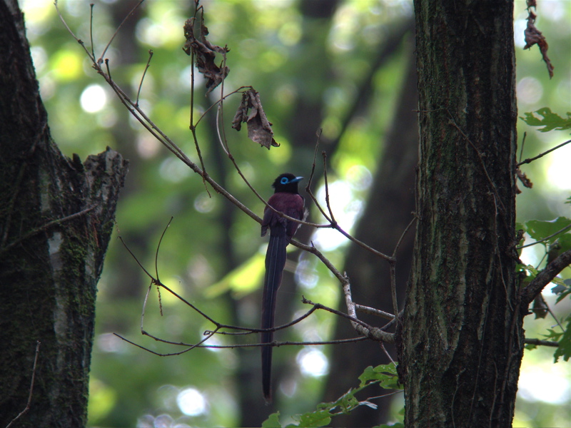 サンコウチョウ_e0015377_2059228.jpg