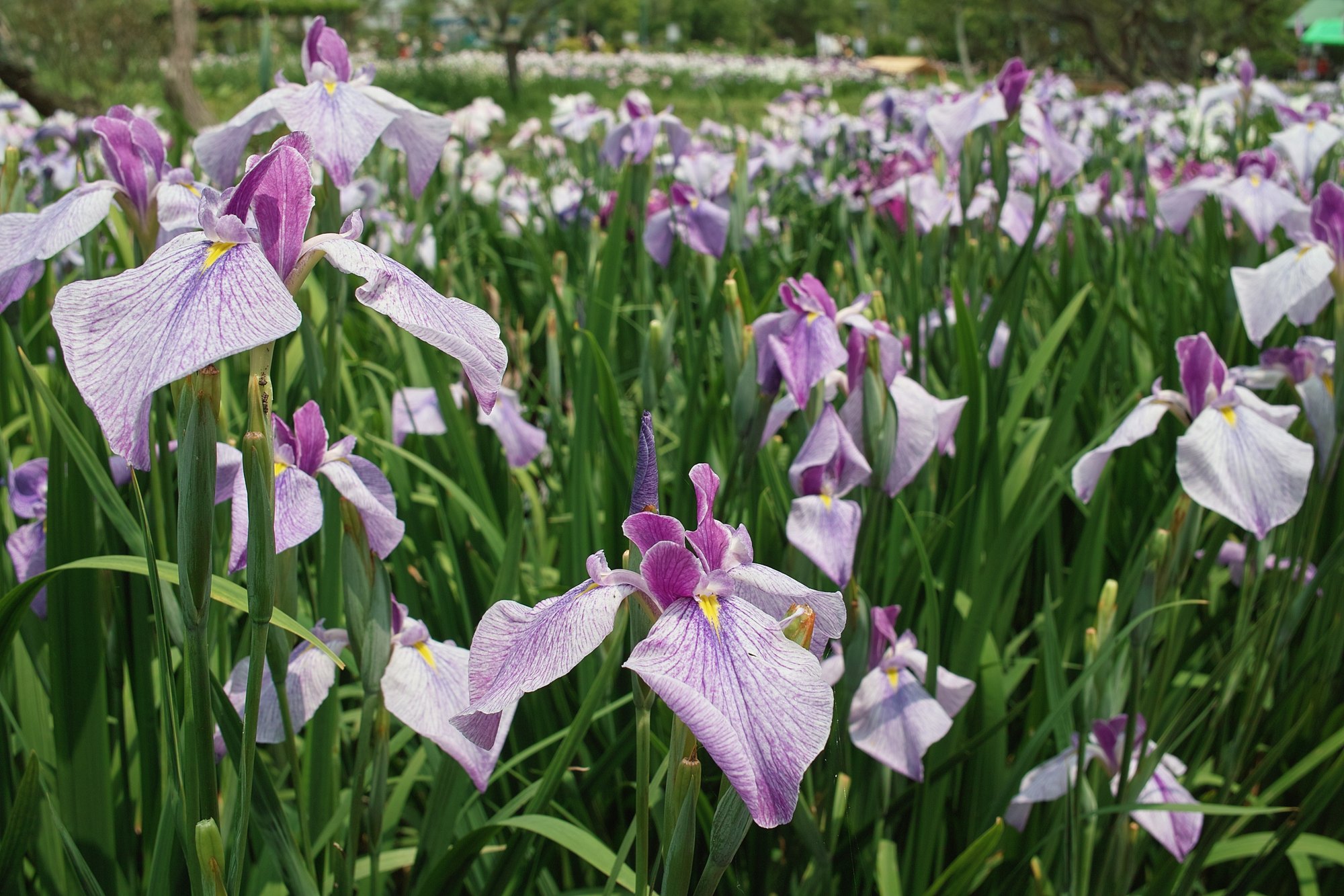 花菖蒲I－千葉県香取市・佐原水生植物園_e0071178_8463566.jpg