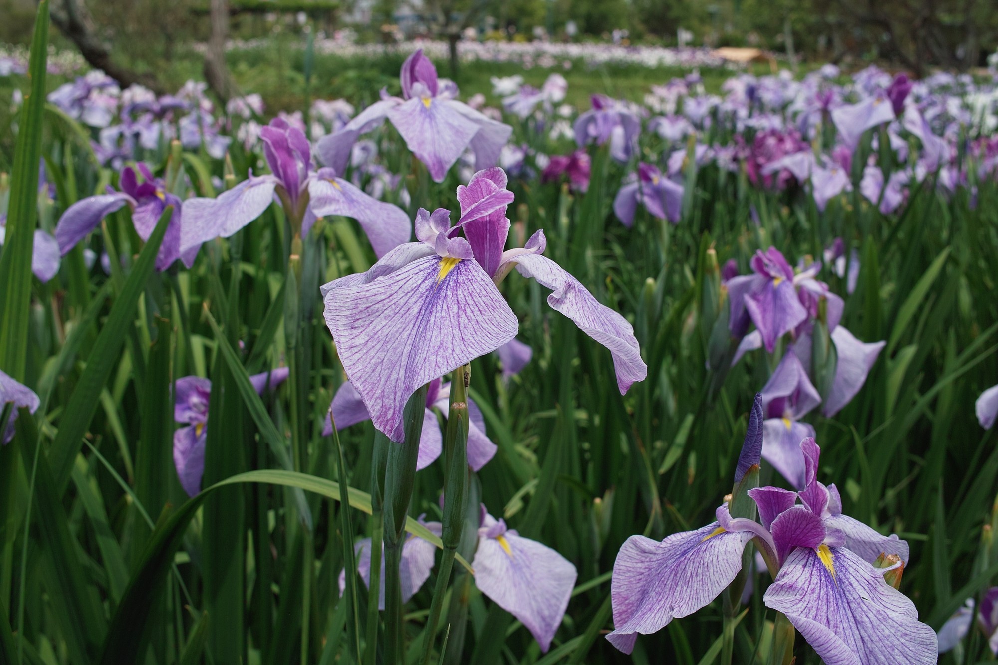 花菖蒲I－千葉県香取市・佐原水生植物園_e0071178_8465914.jpg