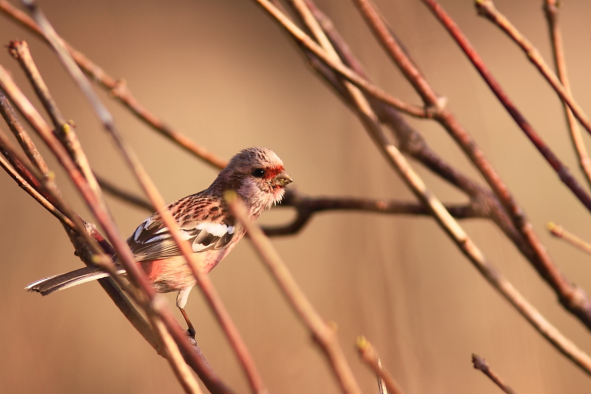 BIRDER　～ベニマシコ_f0057178_88439.jpg