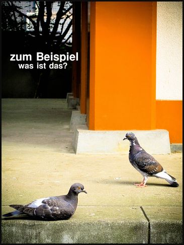 写真劇場 鳥の夫婦喧嘩編 Zum Beispiel Was Ist Das 写真劇場 鳥の夫婦喧嘩編 Zum Beispiel Was Ist Das