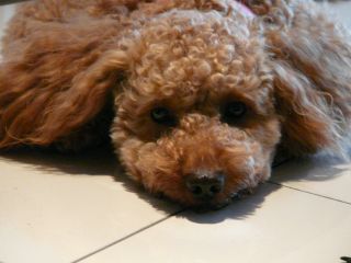 2009年6月21日 70年代マンション、これはもうほんとにリノヴェーション_b0098584_1742628.jpg