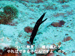 ラチャノイ・ラチャヤイ3ダイブ! ダイビング最高!!_f0144385_19544519.jpg
