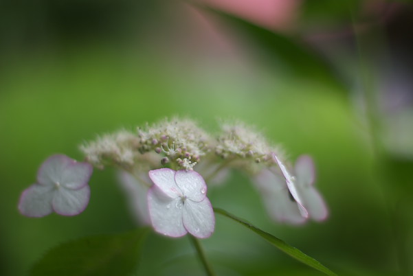 紫陽花ツアー♪　Ⅰ_d0070386_21162951.jpg