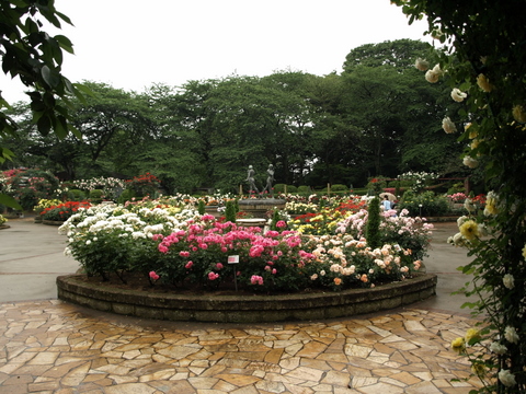 里見公園のバラ　2009年5月_b0167990_11273148.jpg