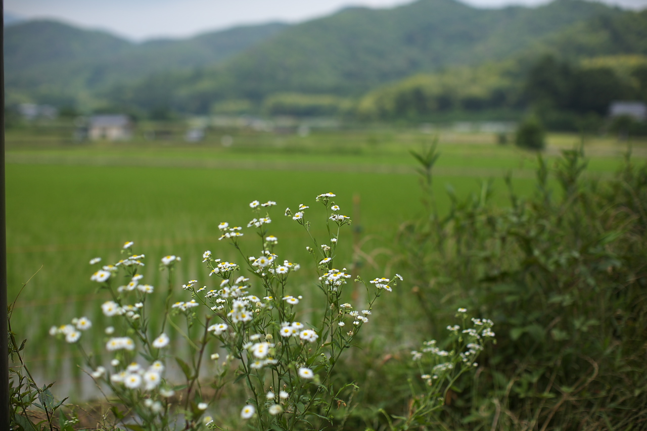 愛宕寺、静寂・・_e0017995_170534.jpg