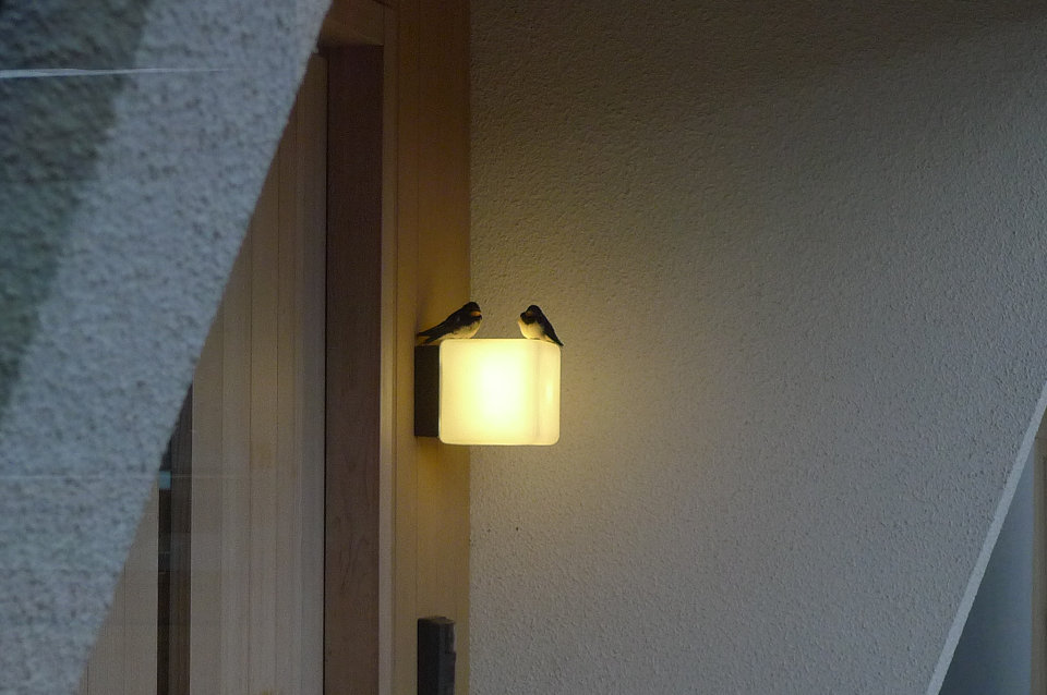 可愛い夜の訪問者(^^)_f0073301_14122062.jpg