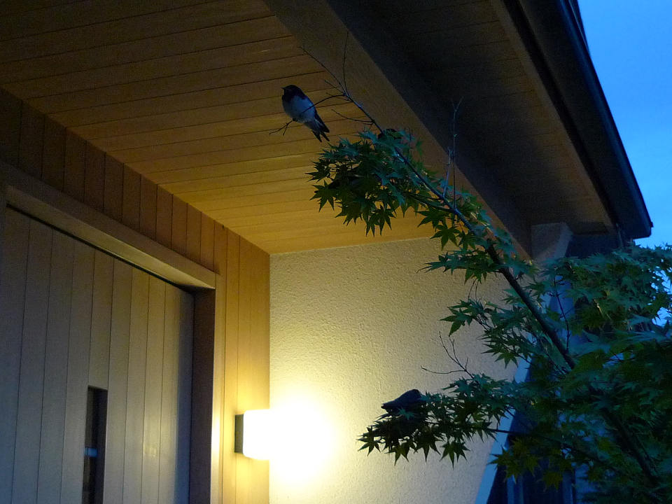 可愛い夜の訪問者(^^)_f0073301_145034.jpg