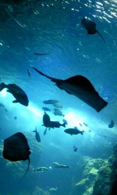 c0061405_1034531.jpg