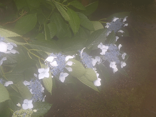 b0159611_20403752.gif