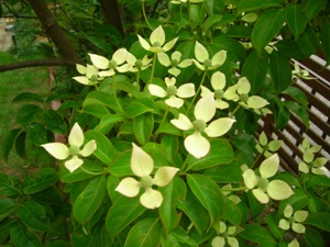 ヒマラヤヤマボウシ As Call Quietly To Something Vient49の日記 ヒマラヤヤマボウシ As Call Quietly To Something Vient49の日記