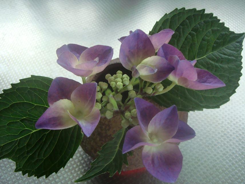 梅と紫陽花、トマトにエンドウ。_c0107612_13383319.jpg
