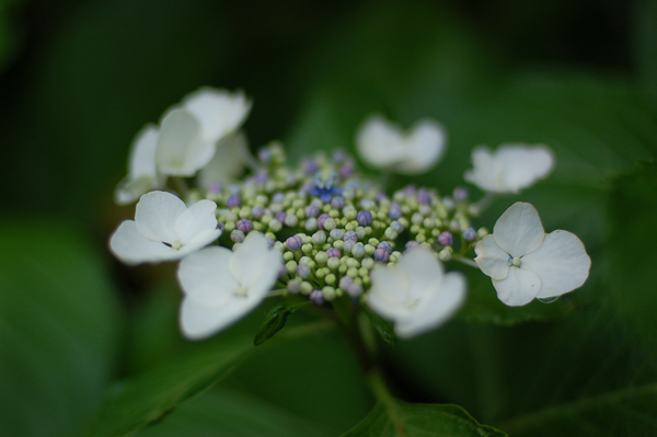 b0061023_20594430.jpg