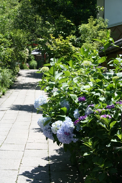 哲学の道（紫陽花）～銀閣寺_b0169330_23311425.jpg