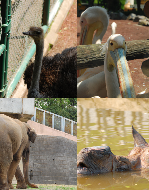 多摩動物公園で撮影会_e0145132_22511138.jpg