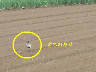 勝負は午前中_f0031037_21144085.jpg