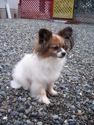 c0048940_2031569.jpg