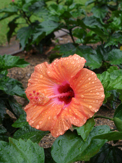 c0093046_1946179.gif