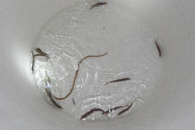 c0153951_1394359.jpg