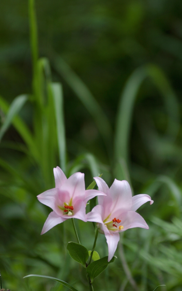 09.06.07-御嵩の森/ササユリ  Part II_f0159251_1414125.jpg