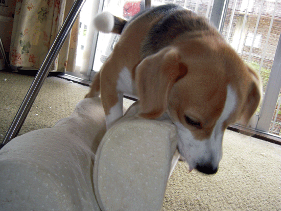 b0005652_1954555.gif