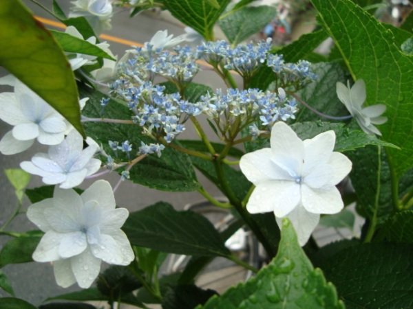 c0118352_0575866.jpg