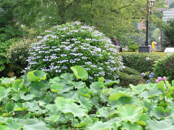 上野、不忍池の紫陽花−１_a0130557_23443419.jpg