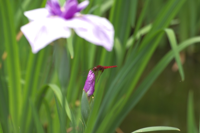 薬師池公園に行ってきました　その3_c0071763_2234176.jpg