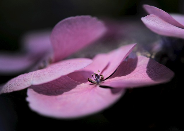 アジサイ　箱崎宮紫陽花苑　その一_b0131167_22322561.jpg