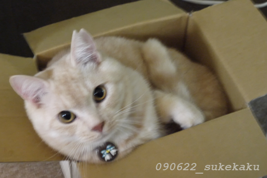 LUMIX G1 で　猫　　その2_a0002672_152219100.jpg