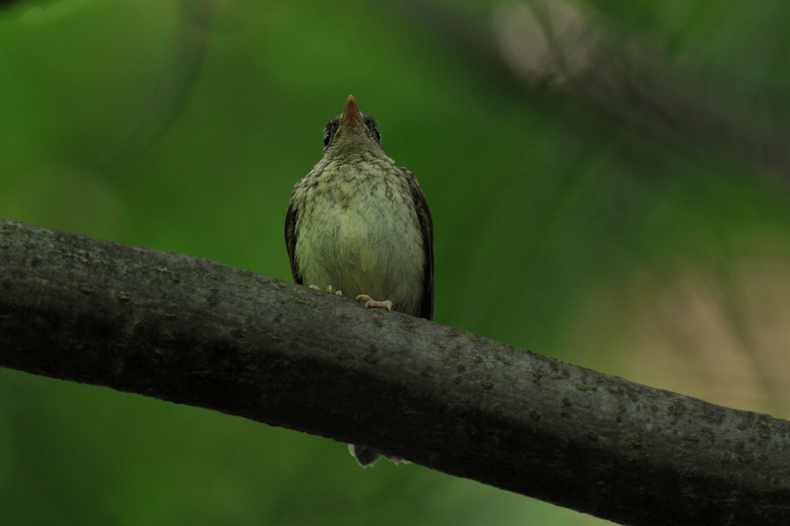 ?の幼鳥_f0053272_15164251.jpg