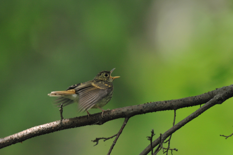 ?の幼鳥_f0053272_15245938.jpg