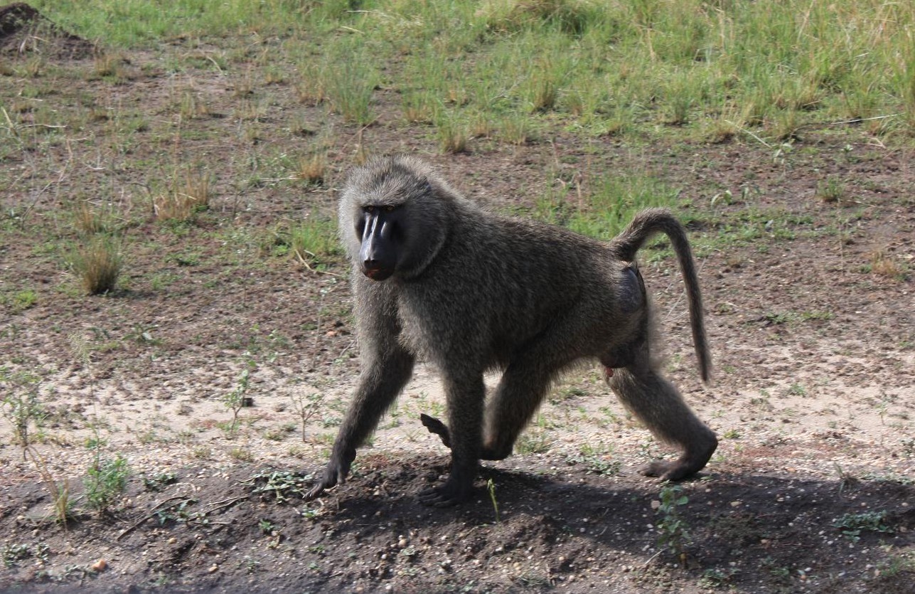 初サファリ@Queen Elizabeth National Park ①移動編_a0117676_5533547.jpg