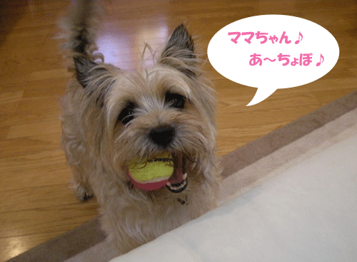e0066883_21532778.gif